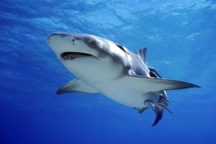 Побережье Флориды атаковали десятки тысяч голодных акул