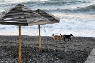 В Испании открыли пляж для собак