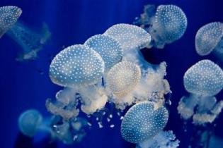 Безопасность на пляже: медузы атакуют берега Средиземного моря