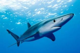 У побережья Италии замечены акулы