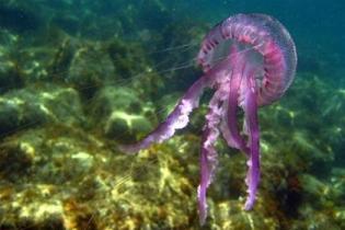 На пляжах средиземноморья туристов решили защитить от медуз сетями 
