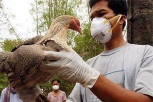 В Камбодже зафиксирована тяжелейшая вспышка птичьего гриппа