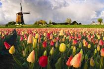 Ярмарка тюльпанов в Голландии