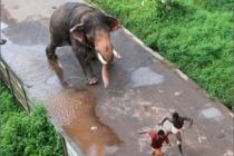 Взбесившийся слон растоптал двух украинских туристов на Пхукете