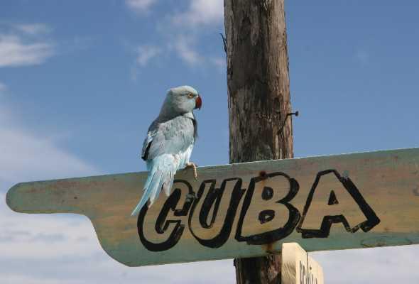 Куба подорожает на 750 гривен